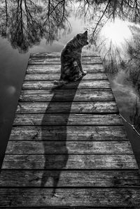 View of a cat on steps