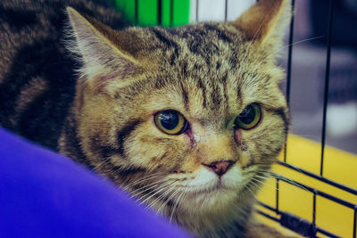 Close-up portrait of tabby cat