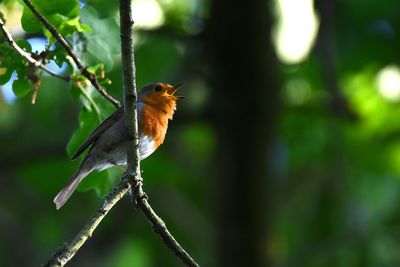 Close-up of bird perching on branch