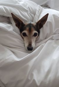 Portrait of dog lying down on bed