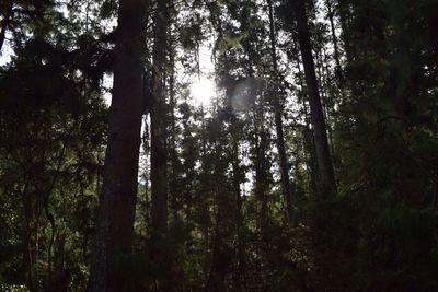 Low angle view of trees in forest