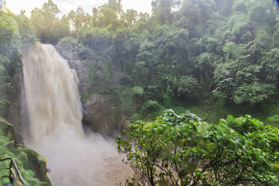 Scenic view of waterfall in forest