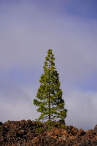 Low angle view of tree against sky