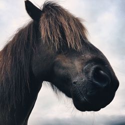 Close-up of horse against sky