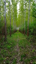 Full frame shot of bamboo trees