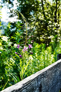 Close-up of purple flowering plants