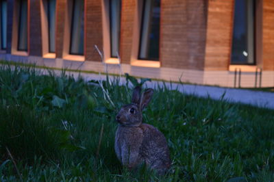 View of an animal on field