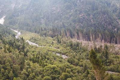 High angle view of pine trees in forest