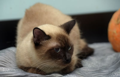 Close-up of cat lying on bed at home