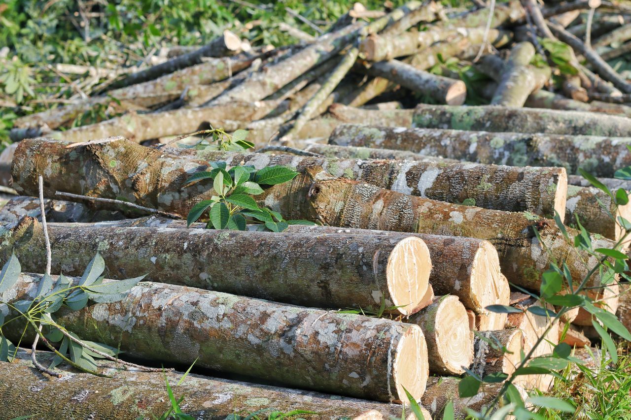 CLOSE-UP OF LOGS ON FIELD