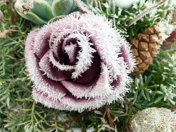 High angle view of pink flowering plant