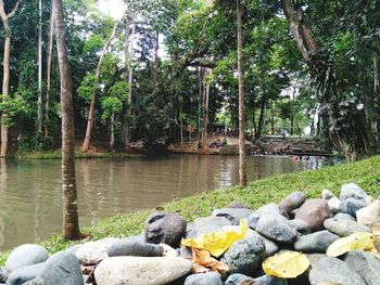 Rocks and trees in water