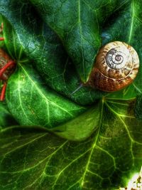 Close-up of snail on plant