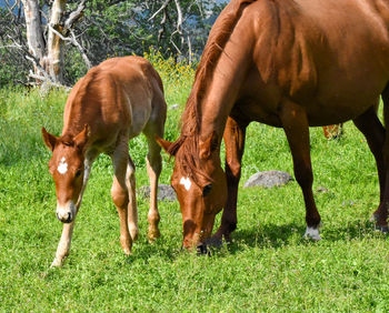 Beautiful foal and mate horse grazing in green grass meadow