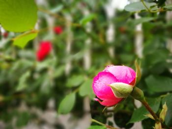 Close-up of pink rose flower bud