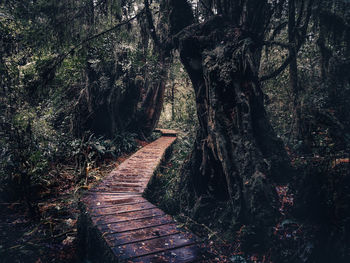 Footpath amidst trees in forest