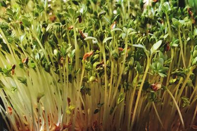 Close-up of flowering plants on field