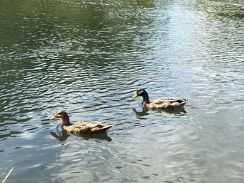 Ducks in a lake