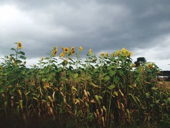 Low angle view of plants on field against cloudy sky