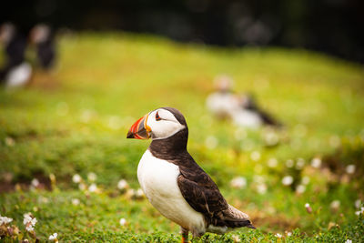 puffin with a