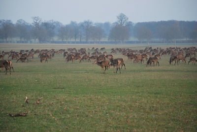 Horses on field against sky