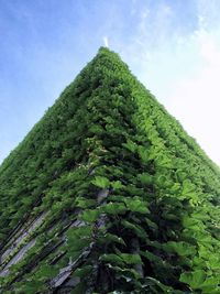 Low angle view of tree against sky