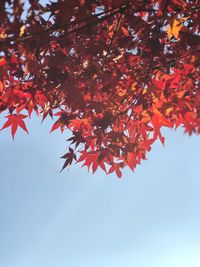 Low angle view of maple tree against sky