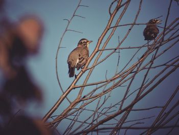 Low angle view of bird perching against clear sky