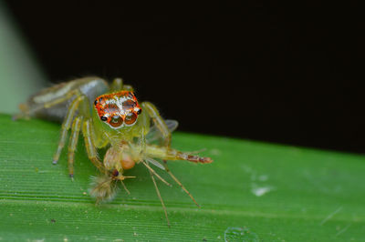 Close-up of spider