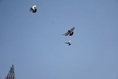 Low angle view of seagull flying in sky