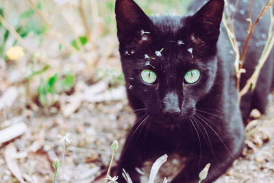 Portrait of black cat