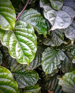 Full frame shot of green leaf