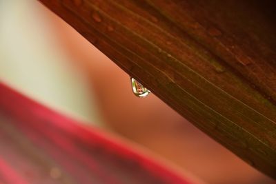 Close-up of wet leaf