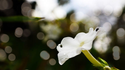 Close-up of white flowering plant