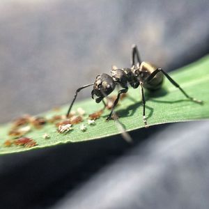 Close-up of insect on leaf