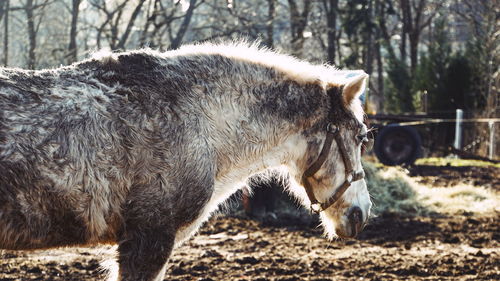 Horse standing in a field