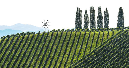 Crops growing on field against clear sky