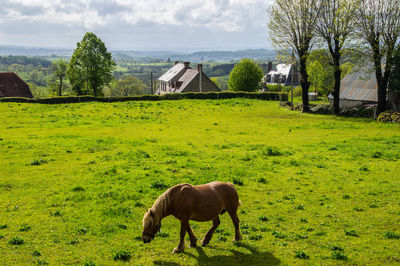 Horse grazing in field