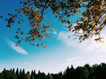 Low angle view of trees against blue sky