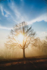 Bare tree on field against sky during sunset