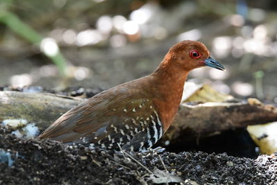 Close-up of bird perching on rock