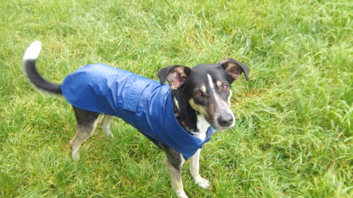 Portrait of dog on field