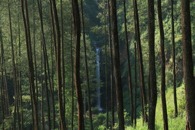 Scenic view of forest