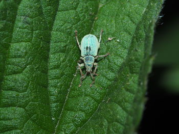 Close-up of insect on leaf