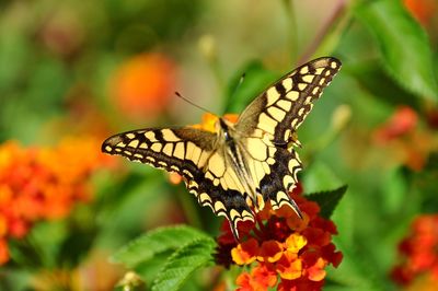 Close-up of butterfly pollinating on flower