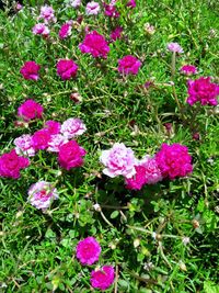 Close-up of pink flowers blooming outdoors