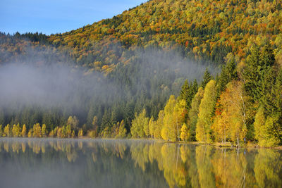 Scenic view of lake in forest during autumn