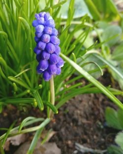 Close-up of purple flowers blooming outdoors