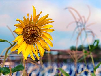 Close-up of wilted sunflower against sky