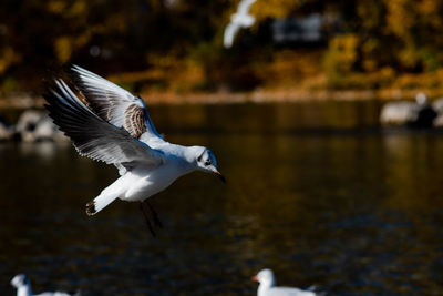 Seagull flying over lake